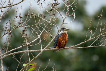 Ringed Kingfisher, Megaceryle Torquata, perching amongst dead branches in a tree with a dark blurred background.