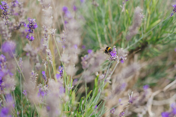 Bee on lavender fields. Bee pollinates the lavender flowers.