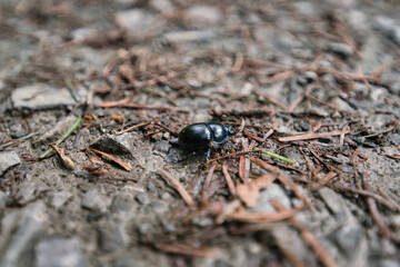 Blue-black beetle anoplotrupes stercorosus in the natural forest