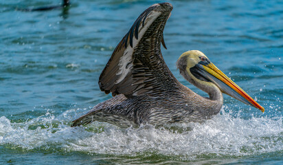 A Peruvian pelican on landing