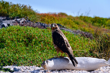 Hawk on the wood