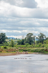 Canadian geese and sheep by the lakeshore.
