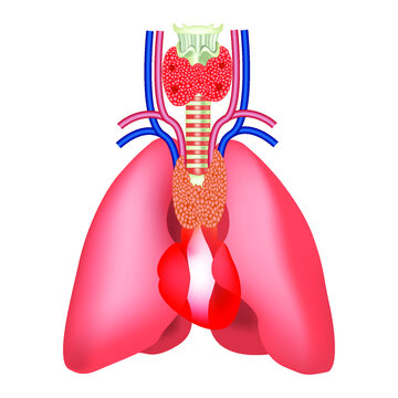 The location of the thymus. Human organ anatomy. Lungs with heart and trachea