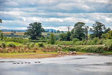 Canadian geese and sheep by the lakeshore.