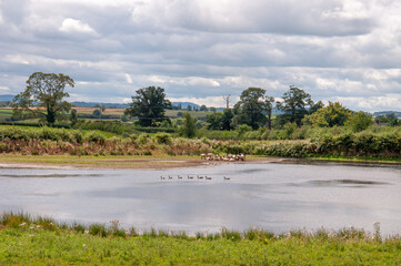 Canadian geese and sheep by the lakeshore.