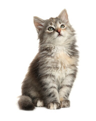 Cute fluffy kitten on white background. Baby animal