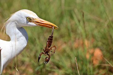 Western Cattle Egret with Pugnacious Burrowing Scorpion, South Africa - obrazy, fototapety, plakaty