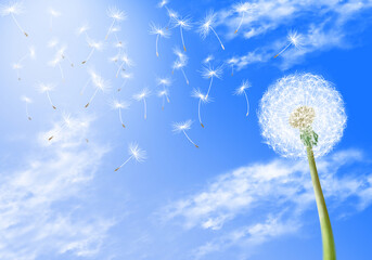 A graphic image with a white dandelion with a dreamy background in the spring and sky.