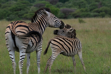 A plains zebra mare and her foal interact at Pilanesberg Game Reserve, North West,