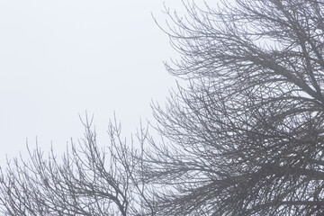 black branches of trees against white foggy sky