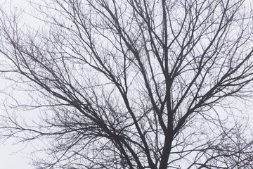 Fototapeta na wymiar crown of tree at winter