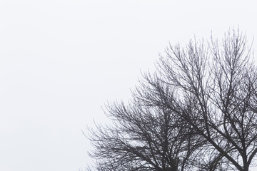 Fototapeta na wymiar branches of trees against foggy sky at winter