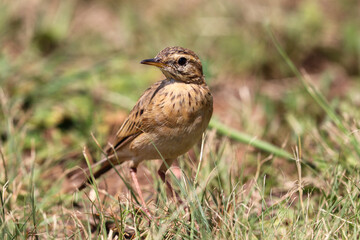 African Pipit, Kruger National Park