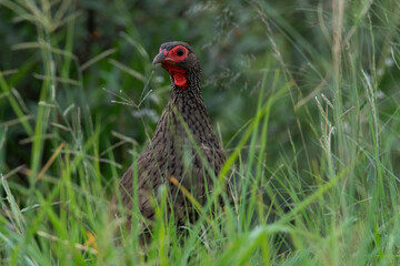 Red-necked spurfowl (Ptermistis afer) standing in long grass, Pilanesberg Game Reserve, North West.