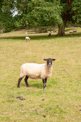 Naklejka premium Sheep in the field.