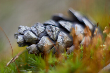 Close-up of a pine cone on green forest moss. Pine cone lies on fluffy moss in the forest. Beauty of nature.