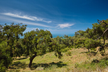 Coniferous Pine forest on the mountain, branches overlooking the blue sea and clouds in the sky. Travel to Buyukada, Adalar, Prince Islands, Istanbul, Turkey