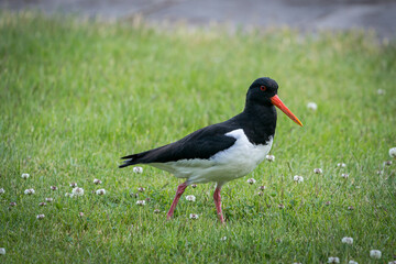 Eurasian oystercatcher, Haematopus ostralegus