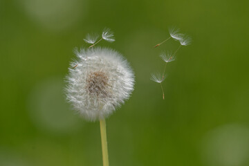 Selective focus on a Dandelion blowball with green background.