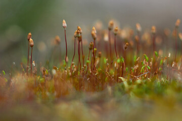 Close-up of moss in the forest, macro. Beauty of nature.
