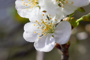 Spring nature background. 
Plum flower tree in the garden, spring bloom. 