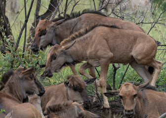 Fototapeta na wymiar A crèche of blue wildebeest calves (Connochaetes taurinus) were found, secreted in a gully alongside Tshwene Drive, supervised by two adults. Calves heads are darker than their bodies.