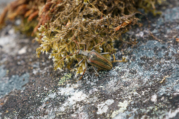 Longhorn beetle Oxymirus cursor in the nature.