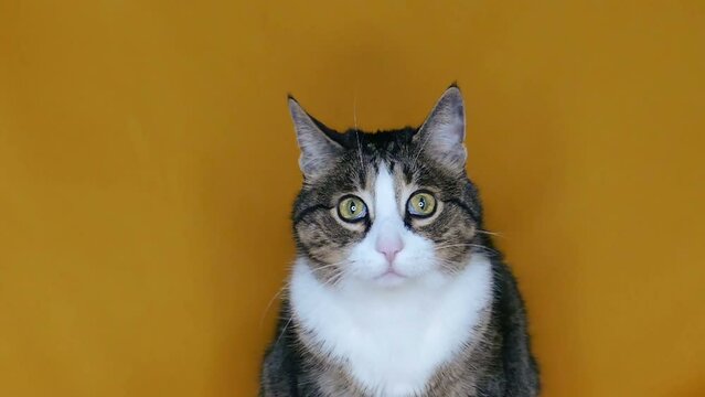 Funny cat looks into the camera. Be surprised concept. Cat emotions on a brown background. Pet in slow motion. Gray cat footage for design and advertising.