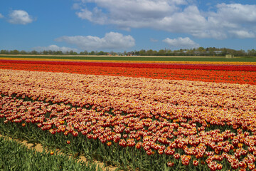 View on rows of multicolored tulips on field of german cultivation farm with countless colorful flowers- Grevenbroich, Germany