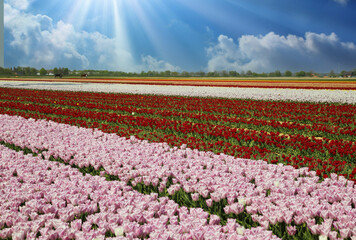 View on rows pink and red colorful blooming tulips against blue sky with cumulus clouds, sunrays -...