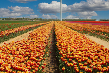 View on rows of colorful red yellow tulips on field of german cultivation farm with countless flowers against blue sky with cumulus clouds - Grevenbroich, Germany - obrazy, fototapety, plakaty