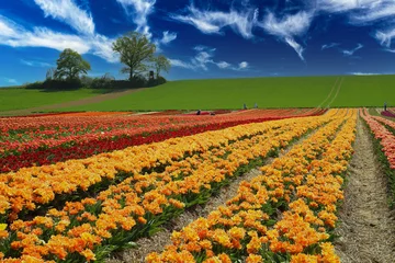 Gordijnen View on valley with colorful rows yellow and red tulips field , green hill with trees against blue summer sky -  Grevenbroich, Germany © Ralf