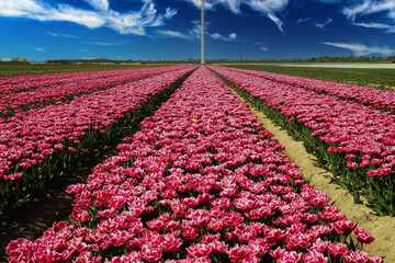 Diminishing perspective view on purple red tulip rows on field against deep blue sky and wind turbine pole in center - Grevenbroich, Germany