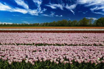 View on rows of pink and red tulips on field of german cultivation farm with countless flowers against deep blue sky with white clouds - Grevenbroich, Germany