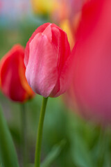 Fototapeta premium Beautiful colorful tulips at the tulip festival. Beauty of nature. Spring, youth, growth concept. 