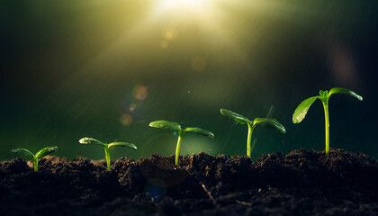 Seedling are growing from the rich soil. Concept of business growth, profit, development and success. 