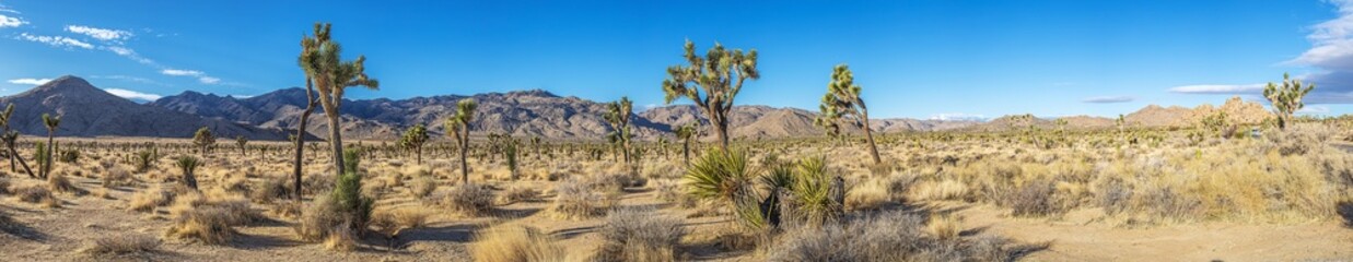 Joshua, nature, national park, california, rock, tree, park, us, beauty, countryside, blue, hill,...