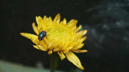 Fly on yellow flower