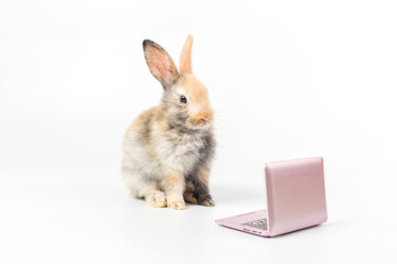 bunny with laptop. Easter animal rabbit education technology concept. Adorable furry baby rabbit use laptop 