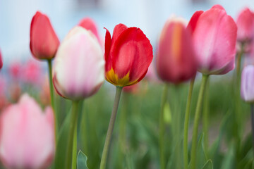 Beautiful colorful tulips at the tulip festival. Beauty of nature. Spring, youth, growth concept.
