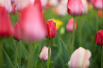 Beautiful colorful tulips at the tulip festival. Beauty of nature. Spring, youth, growth concept.
