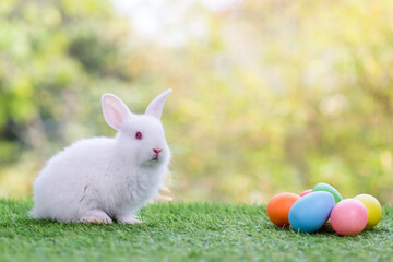Lovely bunny Easter fluffy baby rabbit. Easter rabbit and Easter eggs