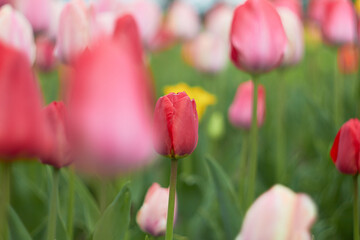 Fototapeta premium Beautiful colorful tulips at the tulip festival. Beauty of nature. Spring, youth, growth concept. 