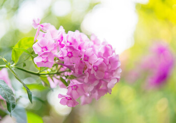 Delicate phlox flowers. Flowering garden phlox, perennial or summer phlox in the garden on a sunny day.	