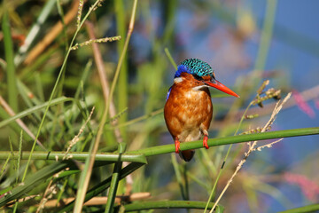 Malachite Kingfisher, Pilanesberg National Park