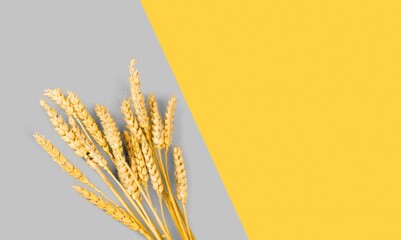 Wheat ears or heads set on the colored background.
