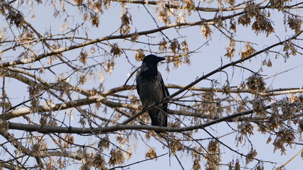 The crow on the three