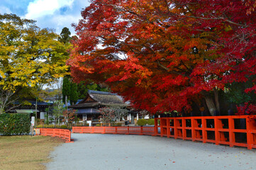 晩秋の上賀茂神社参道の紅葉01