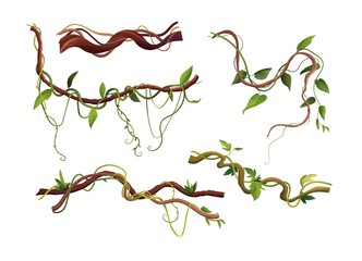 Liana or vine winding branches cartoon vector illustration. Jungle tropical climbing plants.