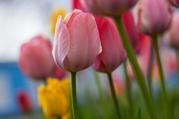 Beautiful colorful tulips at the tulip festival. Beauty of nature. Spring, youth, growth concept.
